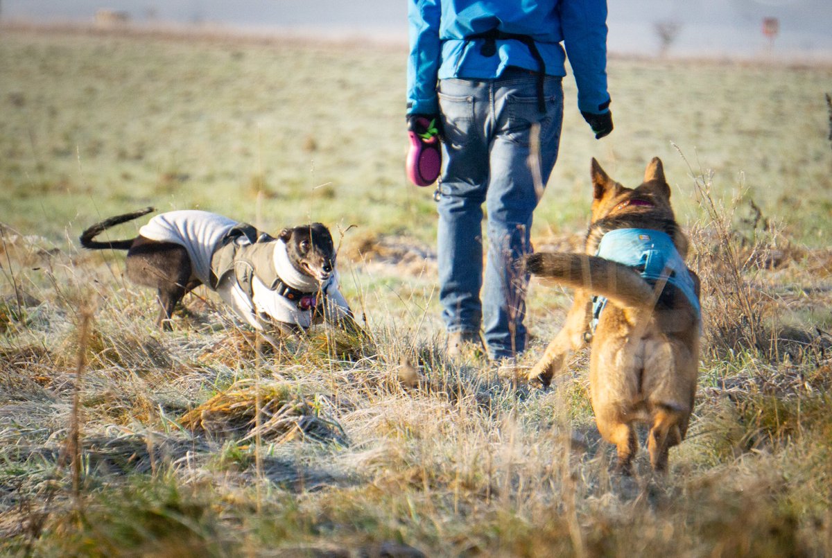 I’m loving the freedom of no grid! I don’t have to sustain a “style” or post in sequence … this is liberating! Oh and hello action shot of my girls playing that hasn’t been cropped #dogsoftwitter #gsd #whippetsoftwitter