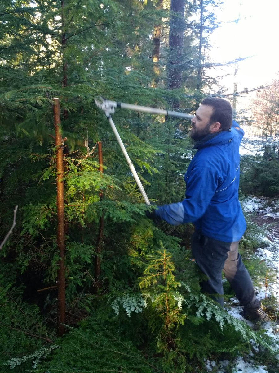 ForresFWF's tweet photo. 🧵(1/3) A snowy afternoon with the volunteers 🌨 Our woodland management work is coming to an end - but not before removing some Western Hemlock! https://t.co/emcAUv32Zi