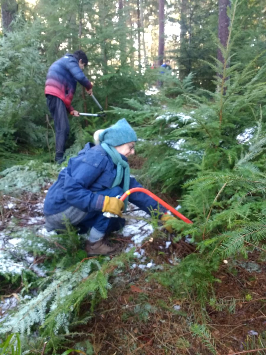 ForresFWF's tweet photo. 🧵(1/3) A snowy afternoon with the volunteers 🌨 Our woodland management work is coming to an end - but not before removing some Western Hemlock! https://t.co/emcAUv32Zi