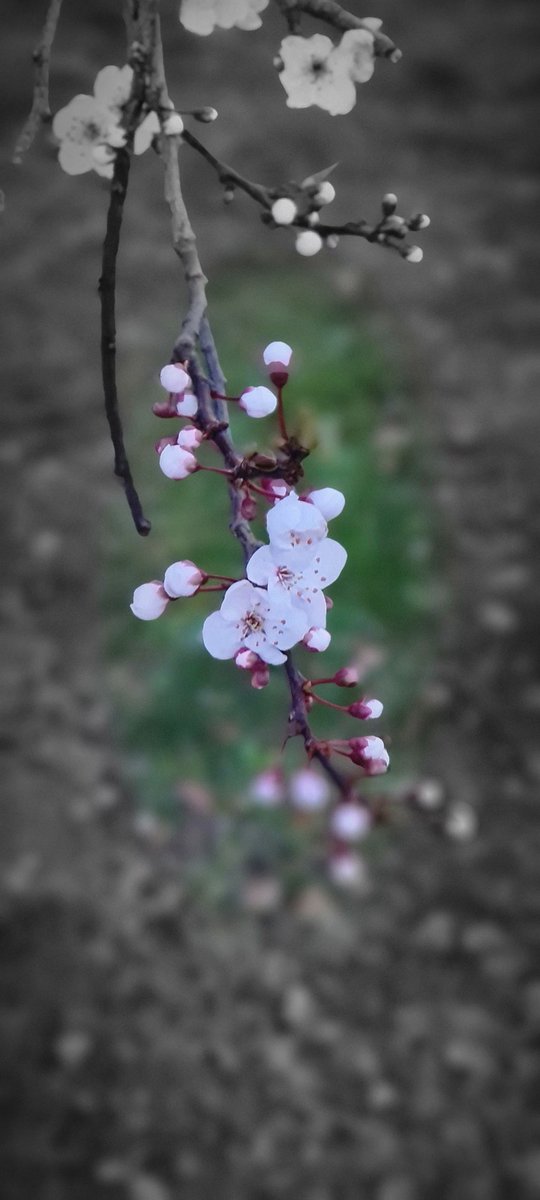 LPo_Sorel14's tweet photo. Le printemps est en marche au @LPo_Sorel14 https://t.co/jtbDHsXxhb