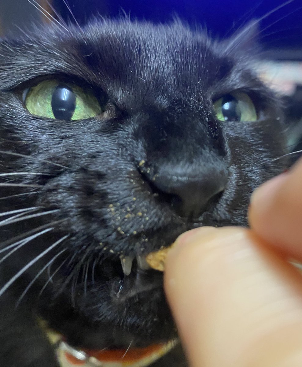 _pomkey's tweet photo. ガブリ🐈‍⬛

顔にフードの粉ついてるよん。笑

#黒猫 #ねこ #cat
#猫好きさんと繋がりたい
#猫のいる暮らし https://t.co/trbyUZO7Oo