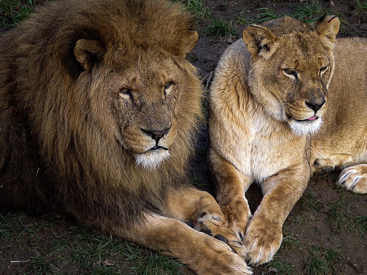 Whipsnade Zoo tweet media