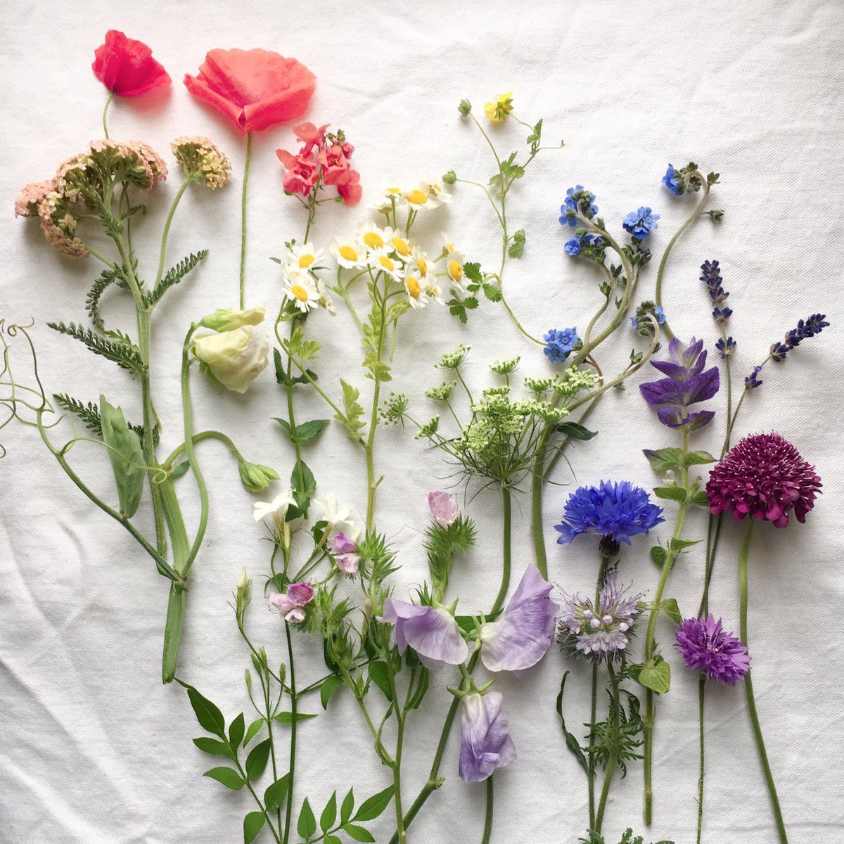 Today’s news will induce even more anxiety than usual.  The sight of plants &amp; gentle colour gradation alleviates stress. 15 mins walking in a green space dials down blood pressure, pulse rate, stress hormone levels (cortisol) &amp; lifts mood but if that’s tricky my photos may help.