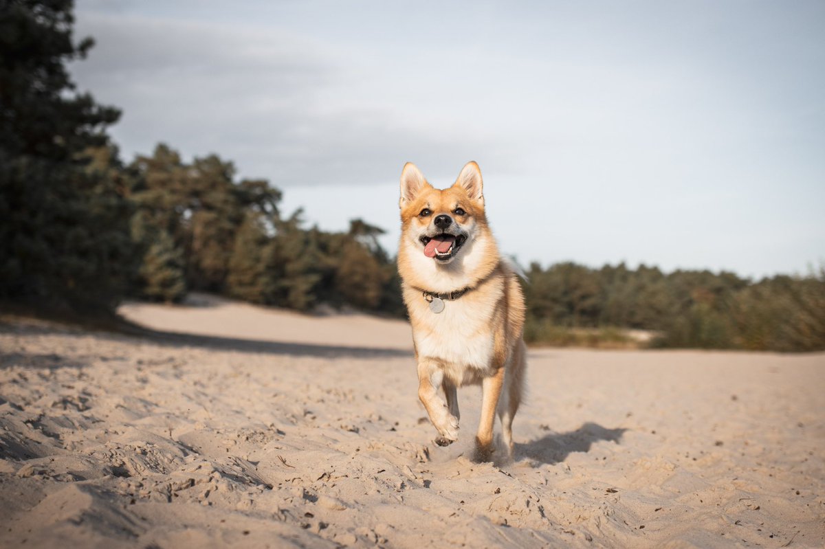 Hi fluff friends!🦊

I’m Evie, just a small town floof from the Netherlands. Running towards this Twitter adventure. 

Evie is a (almost) two year old Pomsky (Pomeranian x Husky). Unique because of her color and goofy personality. 🖤

#dogsoftwitter #pomsky #twitterdogcommunity