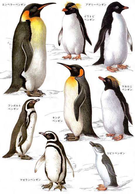 コウテイペンギンのtwitterイラスト検索結果
