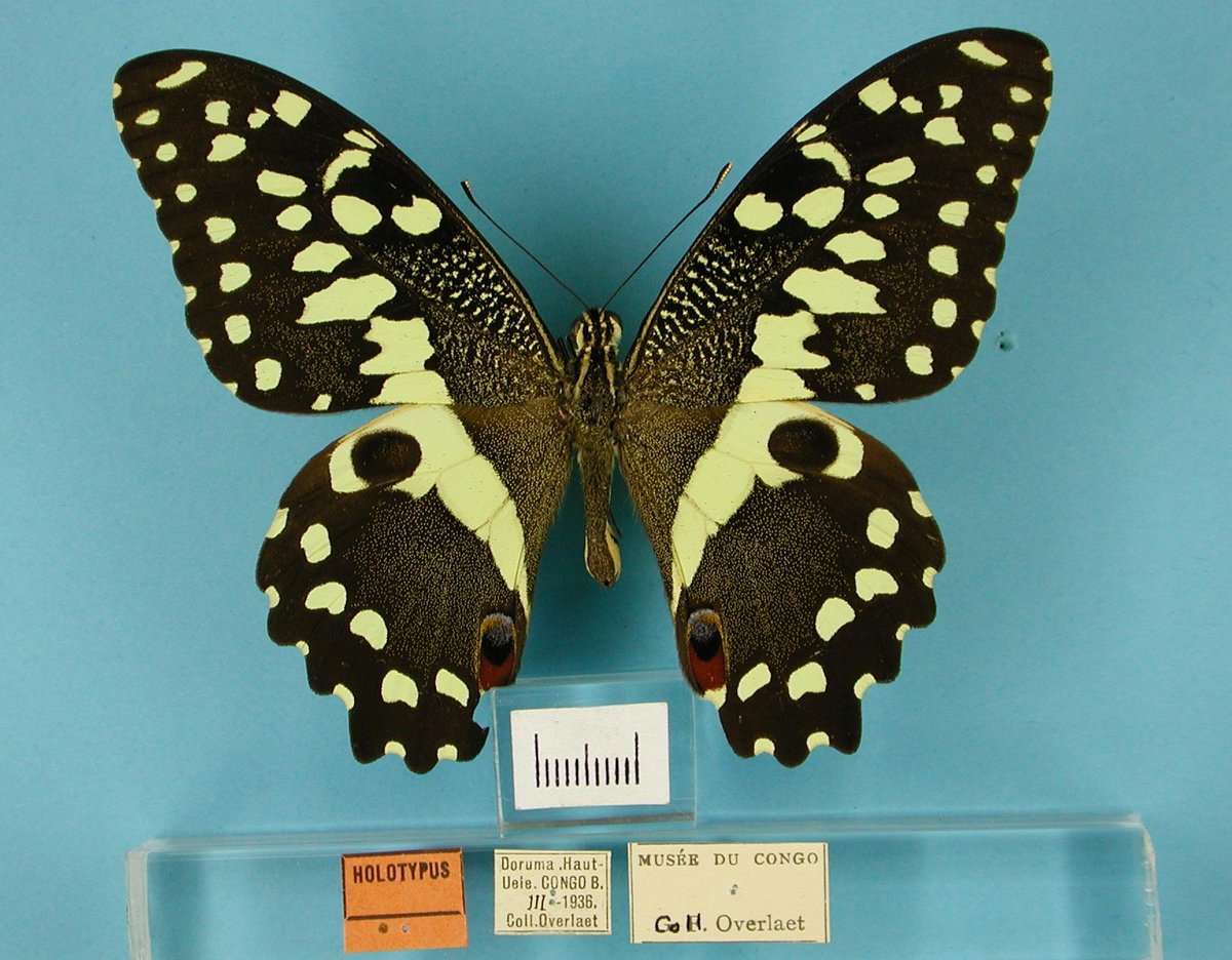 DoeDat (@doedatbe) on Twitter photo #vrijwilligers beschrijven de #vlinder, #Lepidoptera type collectie van <a href="/africamuseumbe/">The AfricaMuseum</a> op ons #burgerwetenschap platform. Kan jij ons helpen met het transcriberen van de labels van deze wetenschappelijke specimen? #citsci #DRCongo #museum #vrijwilligers beschrijven de #vlinder, #Lepidoptera type collectie van <a href="/africamuseumbe/">The AfricaMuseum</a> op ons #burgerwetenschap platform. Kan jij ons helpen met het transcriberen van de labels van deze wetenschappelijke specimen? #citsci #DRCongo #museum