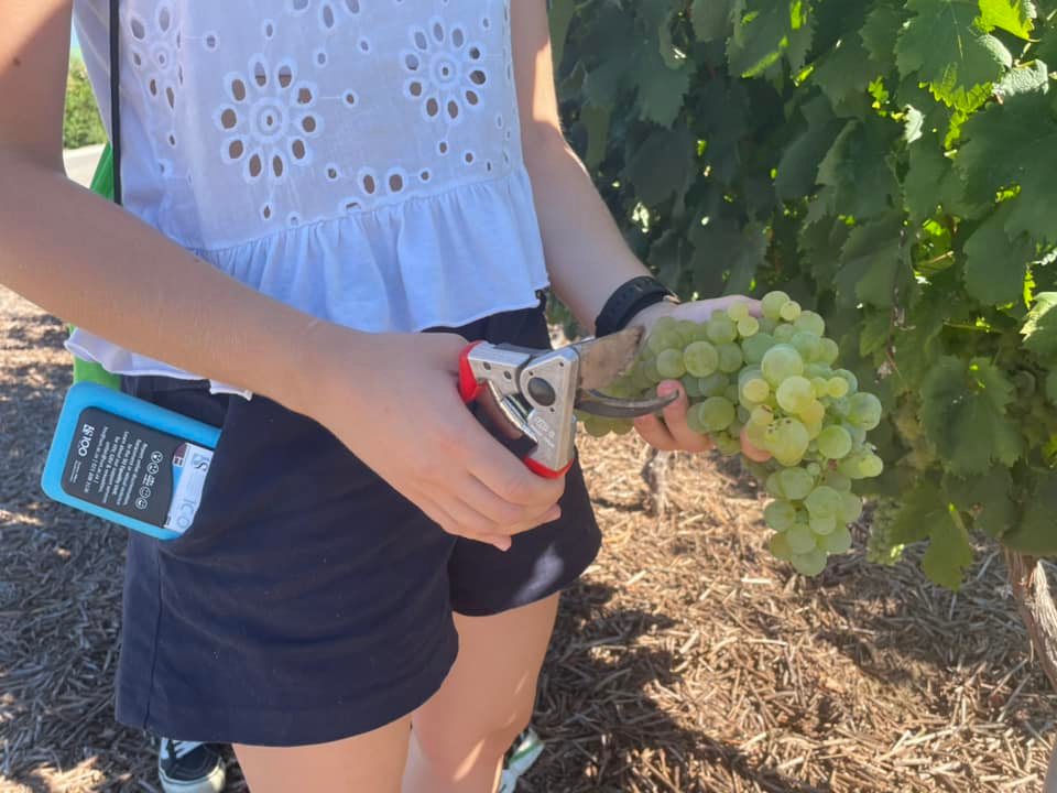 Vinpro_za's tweet photo. THE NEXT GENERATION
It was great seeing Dr Erna Blancquaert &amp; 2nd year students from @StellenboschUni @DVO_SU exploring different #wine grape varieties in @VititecNursery's demo vineyards at Vinpro's Paarl office yesterday as part of their ampelography studies.🌱🍷
@Vinemonster83 https://t.co/Usva768Xjr