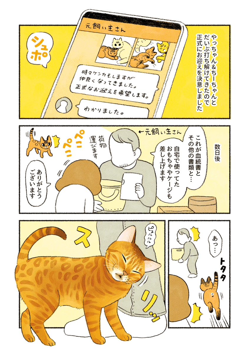 ベンガルのももちゃん【完結編】
「ももちゃんのお迎えと決意」 