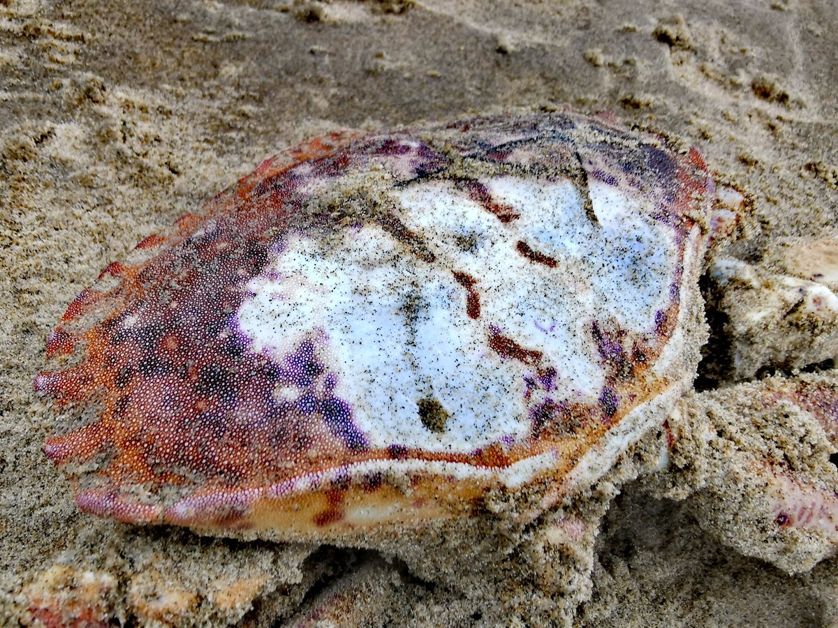 cdieterman's tweet photo. #kleurindenatuur vandaag 24-2 is de kleur #magneta.
Het was even speuren op het strand van #bloemendaal https://t.co/wtc68bJUkU