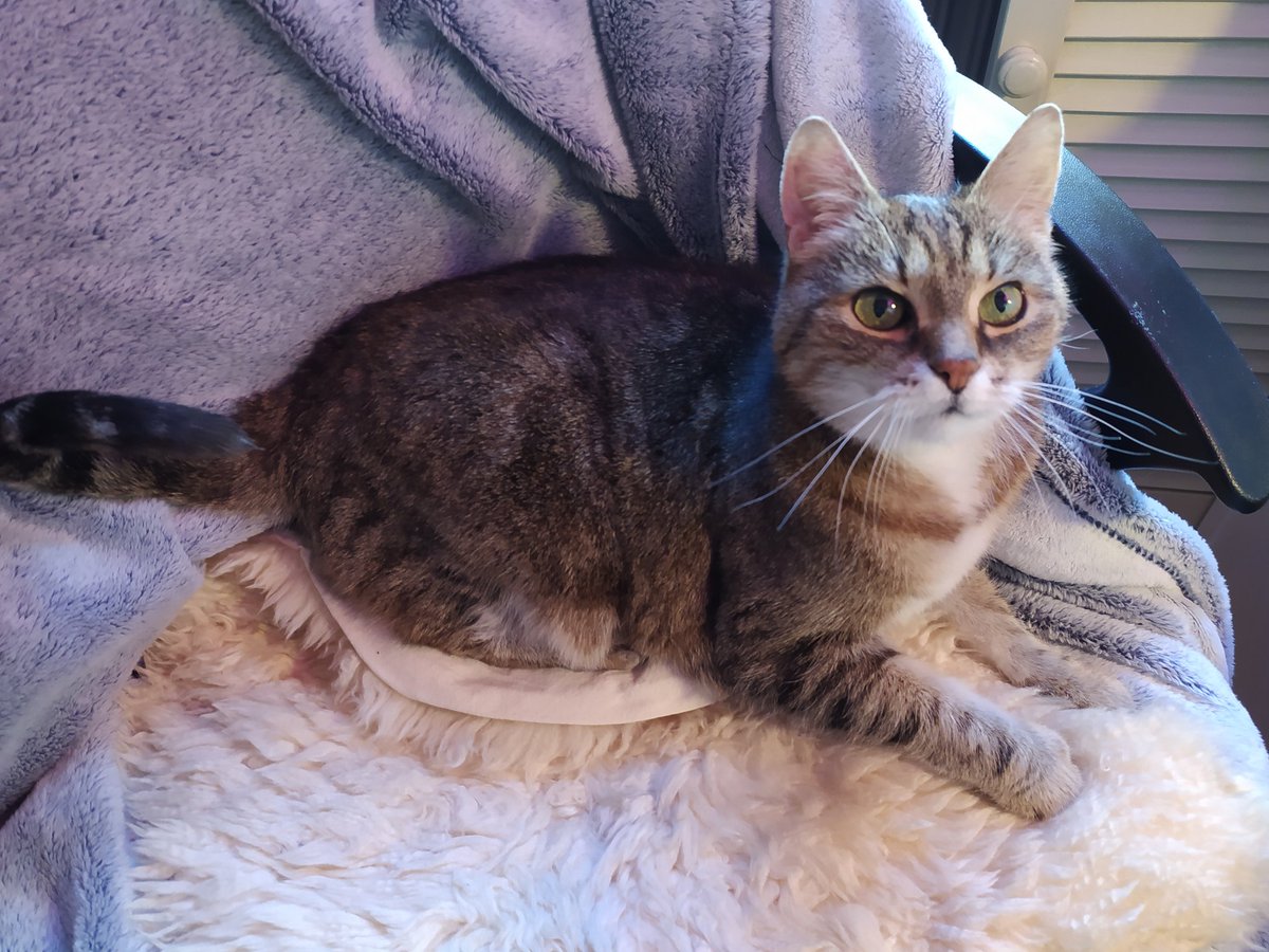 MonAmour12xxx's tweet photo. Hard at work 😻
#Kyra #Kiki #Babybär #Homeoffice #Homeofficecat https://t.co/qPaLy74TZB
