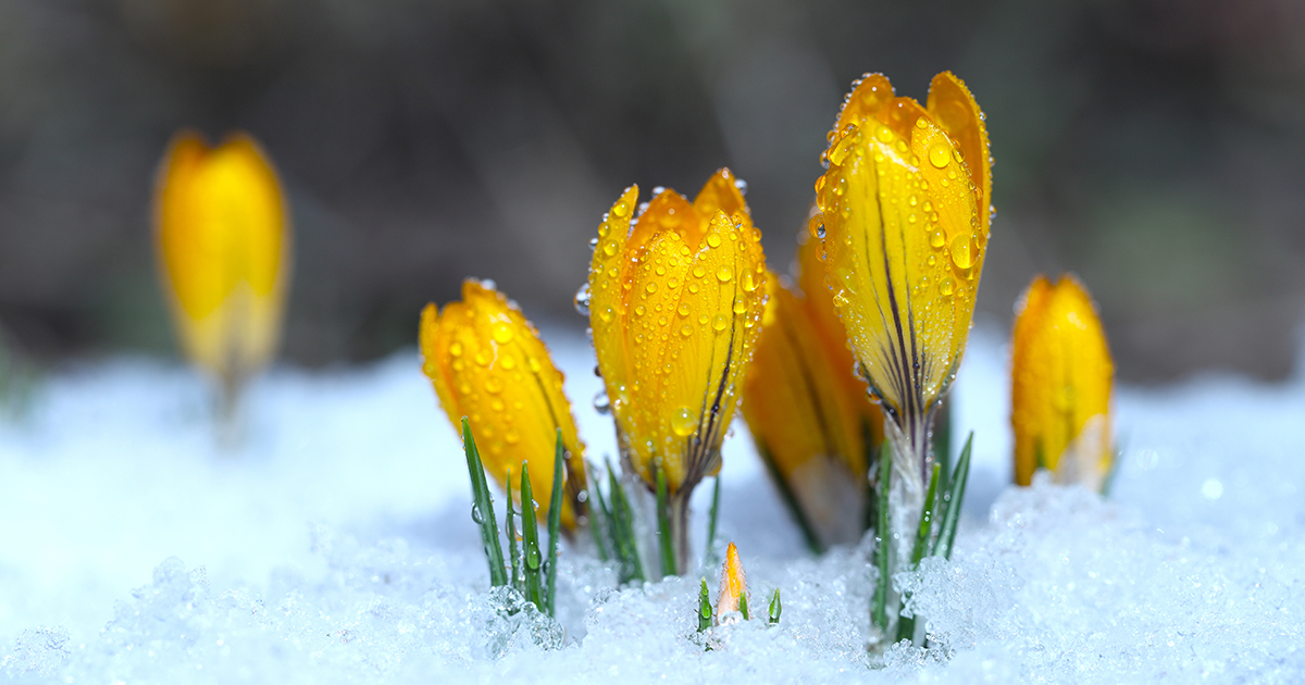 DarlacGardening's tweet photo. Seeing colourful crocuses pop through the soil ensures the hard work of bulb planting pays off! It may take time for bulbs to work their magic, but when they burst through the beds, 
they look stunning, bringing some much needed colour. Enjoy!

#crocus #crocusflavus #yellowcrocus https://t.co/HcbwMotkeT