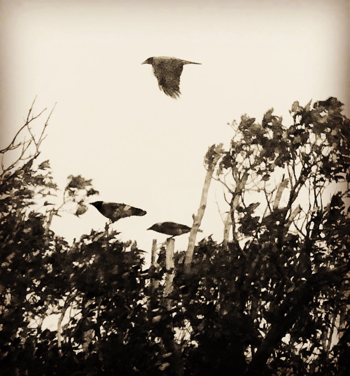 katamacspeaks's tweet photo. There’s been a murder. #inspiredbynature #skyelife #morrígan #mythlit https://t.co/an5sBIXk4T