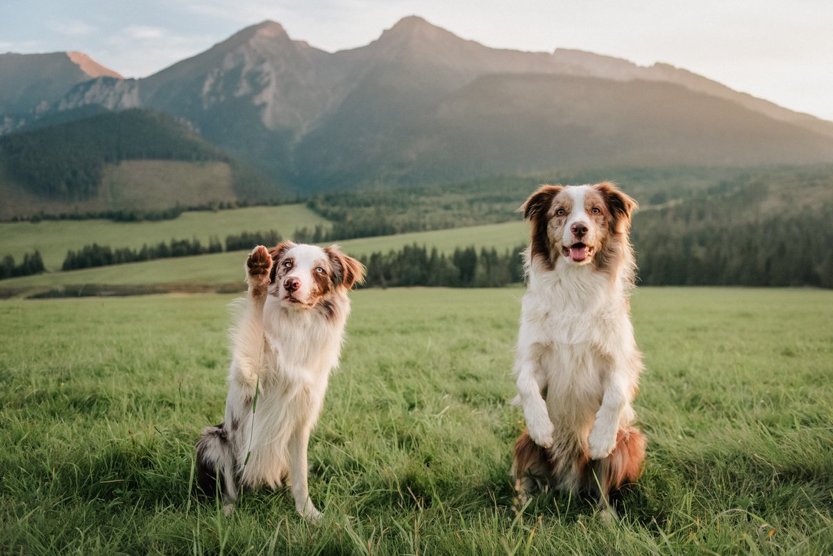 Hii! We are Chilli &amp; Zazu. Two adventure pups from Slovakia ⛰