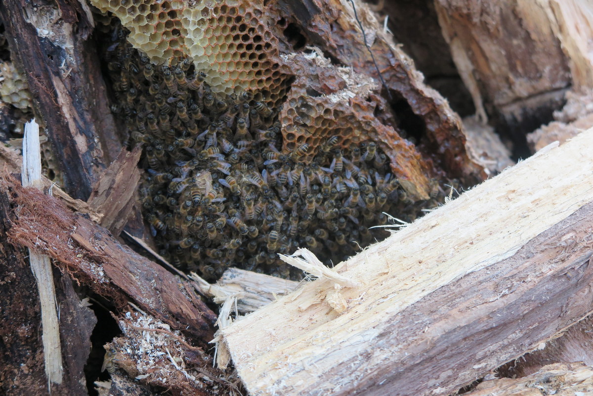 VitaBeeHealth's tweet photo. After Storm #Eunice, a feral/wild colony has been revealed not far from Vita offices in an unusual position low down in a felled willow tree by a stream. The chainsaw operators had quite a surprise but escaped unstung. #beenest #beekeeping https://t.co/snJYBohLKN