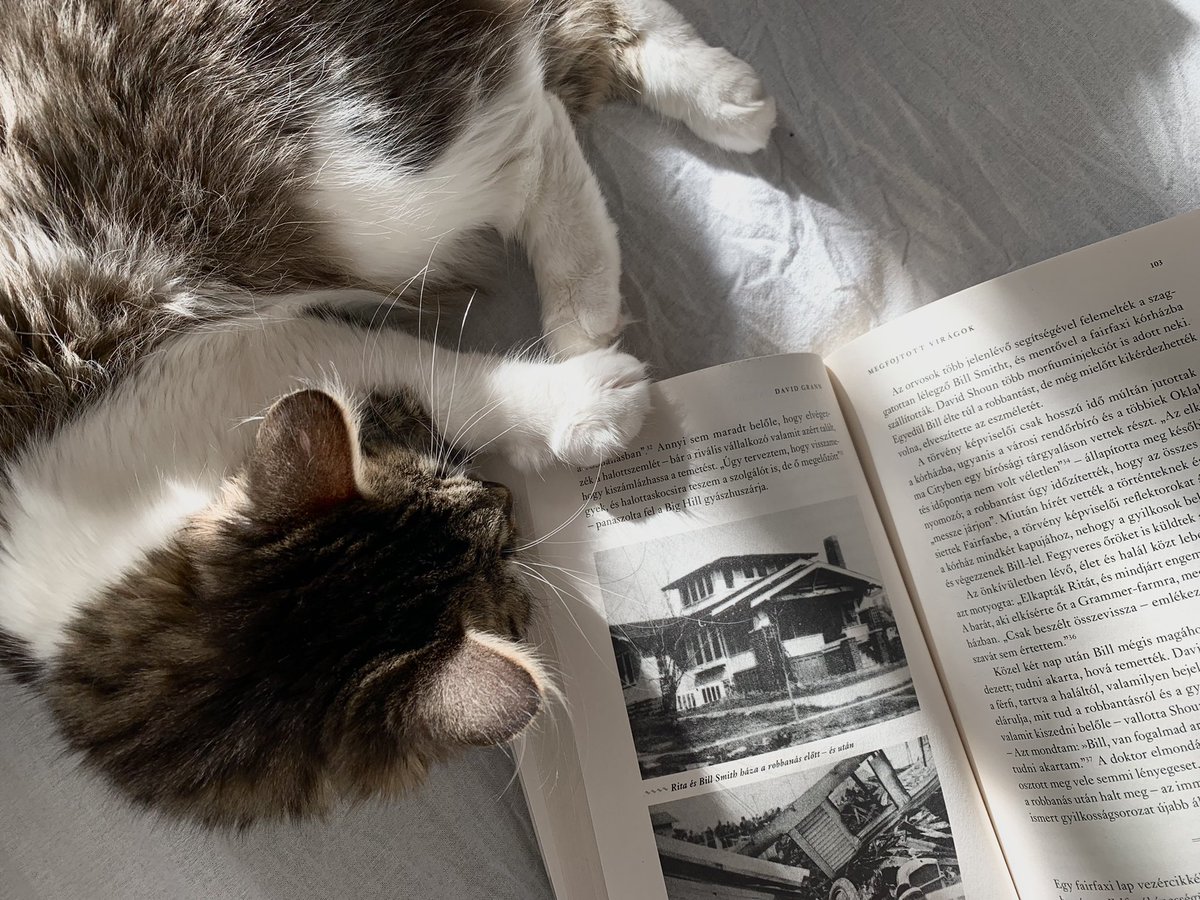 ⠀⠀⠀⠀
         𝐑𝐞𝐚𝐝𝐢𝐧𝐠 in the company of Mia. . . she refuses to remove her paw from the page. he doesn't want to move it for her and risk disturbing the creature.
⠀⠀⠀⠀