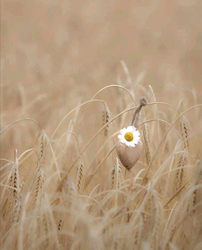 "You never fail, until you stop trying." 🍃🌹