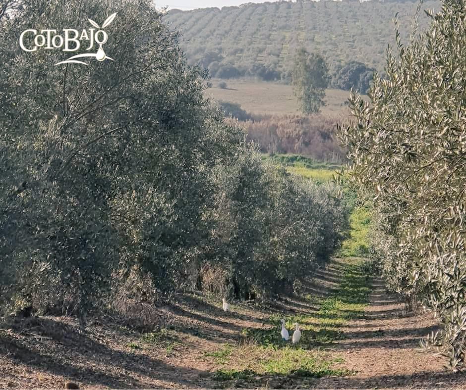 🫒En el olivar ¿Cuál es el coste de aplicar herbicidas vs desbrozar? La #biodiversidad 🪶🐦 En Coto Bajo las garcillas están esperando que pase la desbrozadora para ¡zamparse a los insectos 🦗! #MedioAmbiente #aove #agriculture #agro #eco