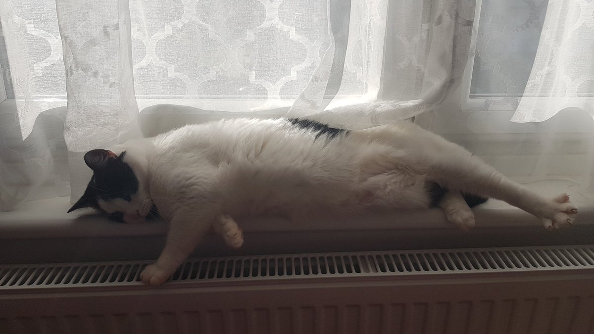 nat_edin's tweet photo. @_ElizabethMay This is KitKat ❤️ https://t.co/Lmo0nrDBEz
