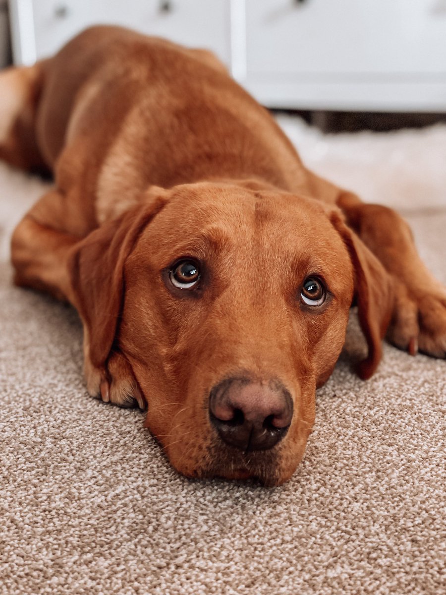 Bailey 🐾 tweet media