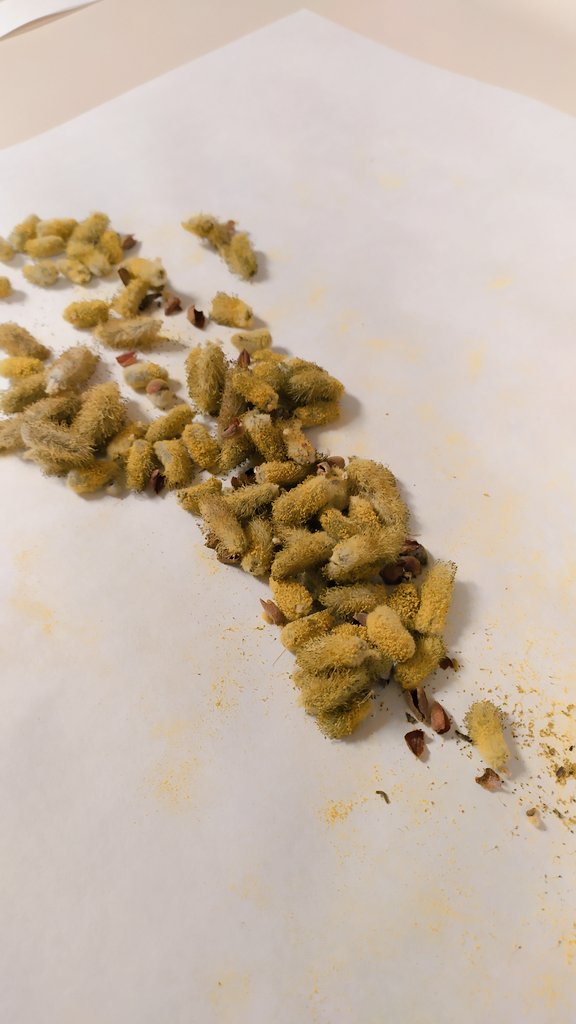 BiocloudUGR's tweet photo. Pollen season is back! We've started its recollection again. Here we have the #catkins and #pollen of Salix (Willow). @GFAT_ugr @iista_es @CanalUGR https://t.co/zrjBNbiDbR