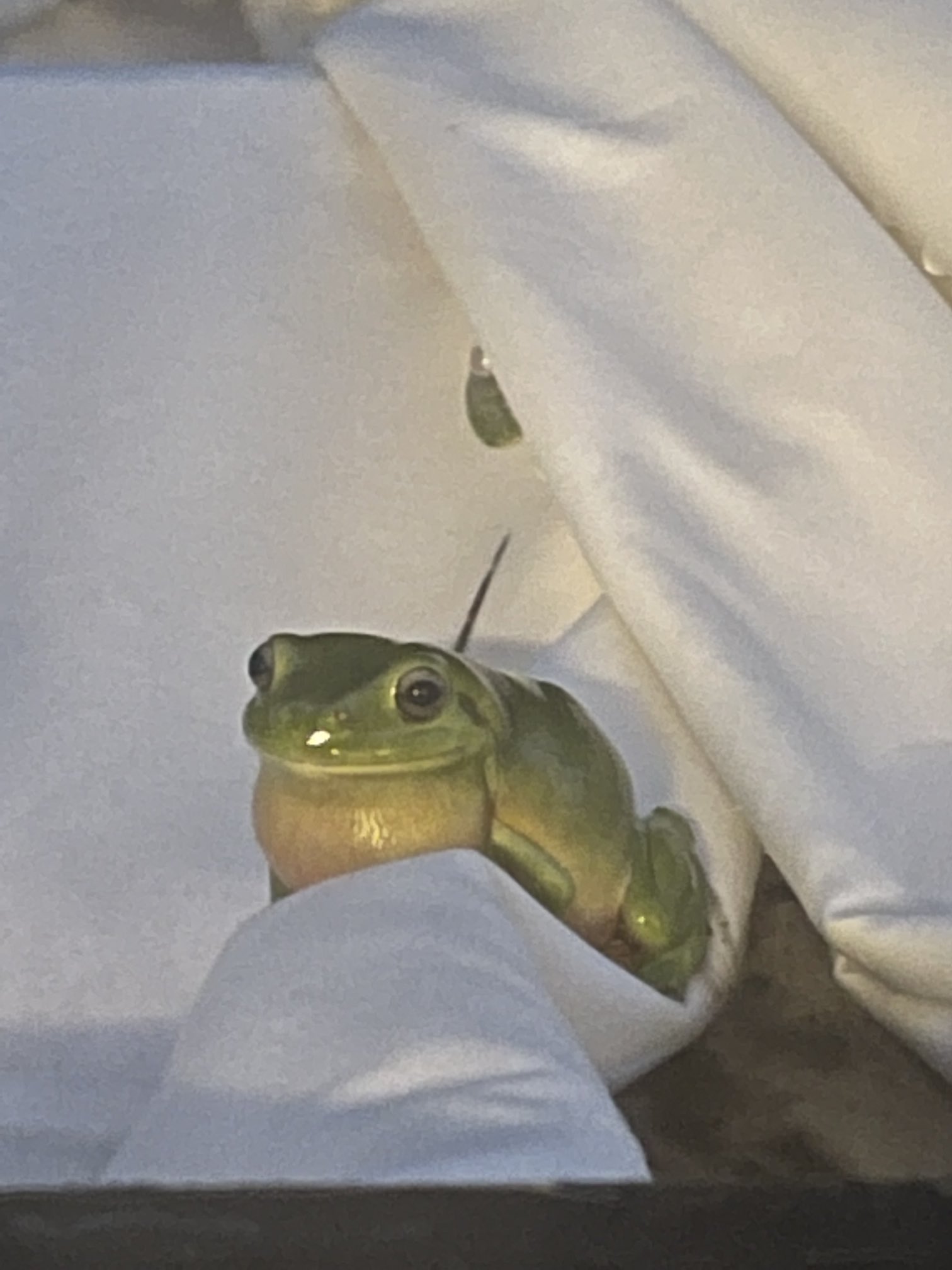 福田雄介 ワニ研究者 Twitter પર 庭にむっちゃかわいいカエルがいた T Co Eijui6hfbu Twitter