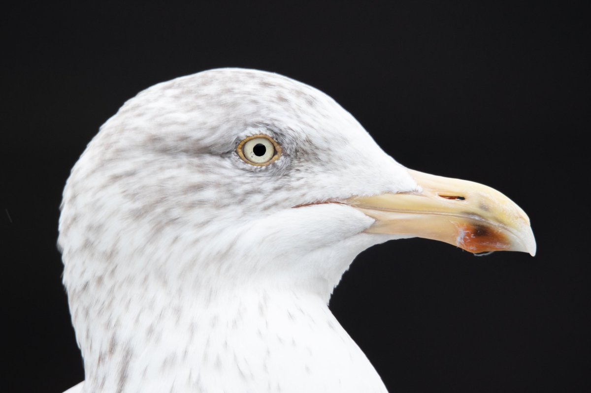 trackingthewild's tweet photo. European Herring Gull (Larus argentatus)

One of the most abundant gull species worldwide. The Herring fish (after which the gull is named) is believed to be its favorite food 🐟

#herringgull #birds #birdphotography #wildlifephotography #WildlifeConservation #wildlife https://t.co/B56pEmpRLW