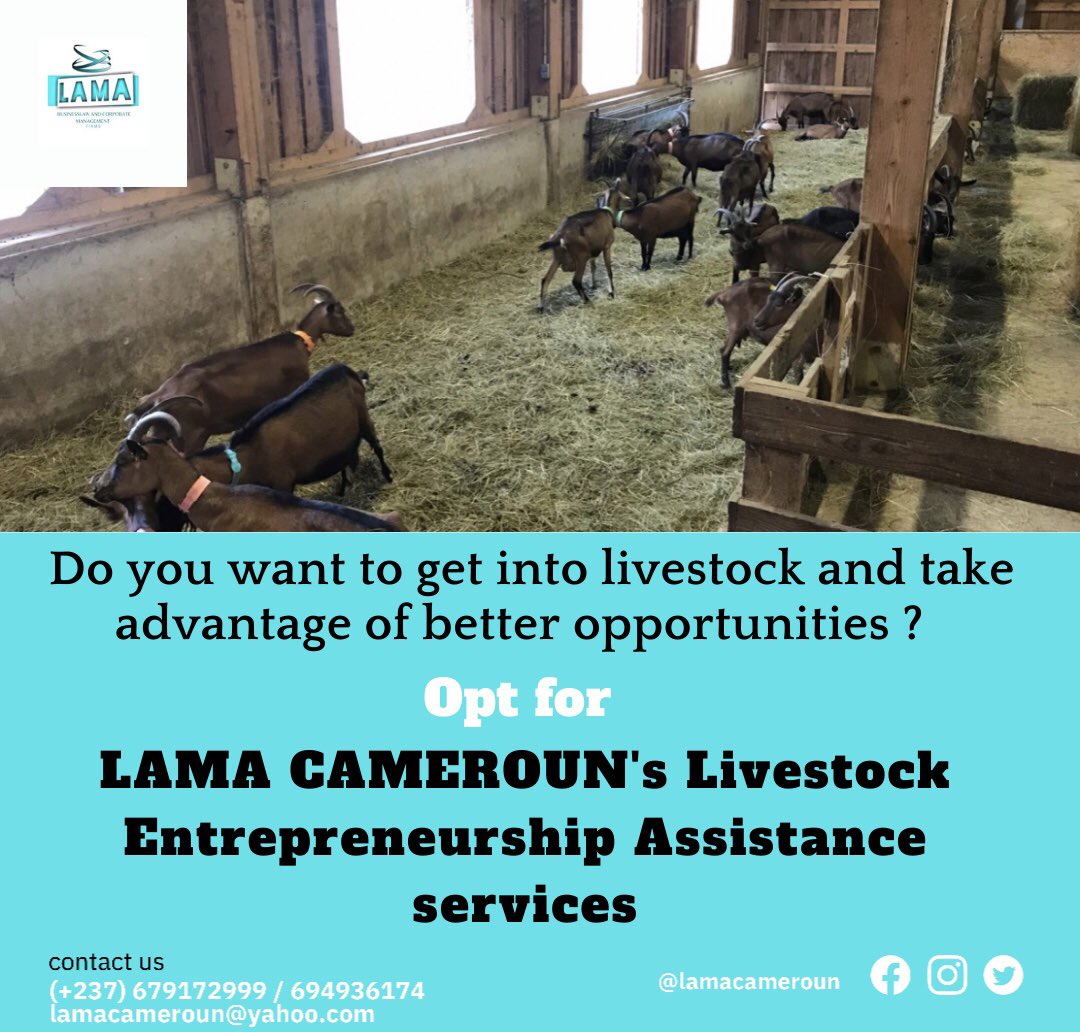 lamacameroun's tweet photo. Your livestock company deserves the best business opportunities for its development ↗️. Make a difference with every purchase of animal species, equipment and feed for the good growth of your herd.

#entrepreneurship
#livestock 
#development
#lamacameroon https://t.co/MxeUtNjWVx
