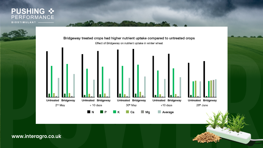 NichinoUK's tweet image. #Bridgeway boosts nutrient-use-efficiency

Leaf tissue tests in-season have shown Bridgeway increases nutrient uptake compared to non treated crops. 

Find out more 👉bit.ly/3I4jZqY

#clubhectare #pushingperformance #biostimulant