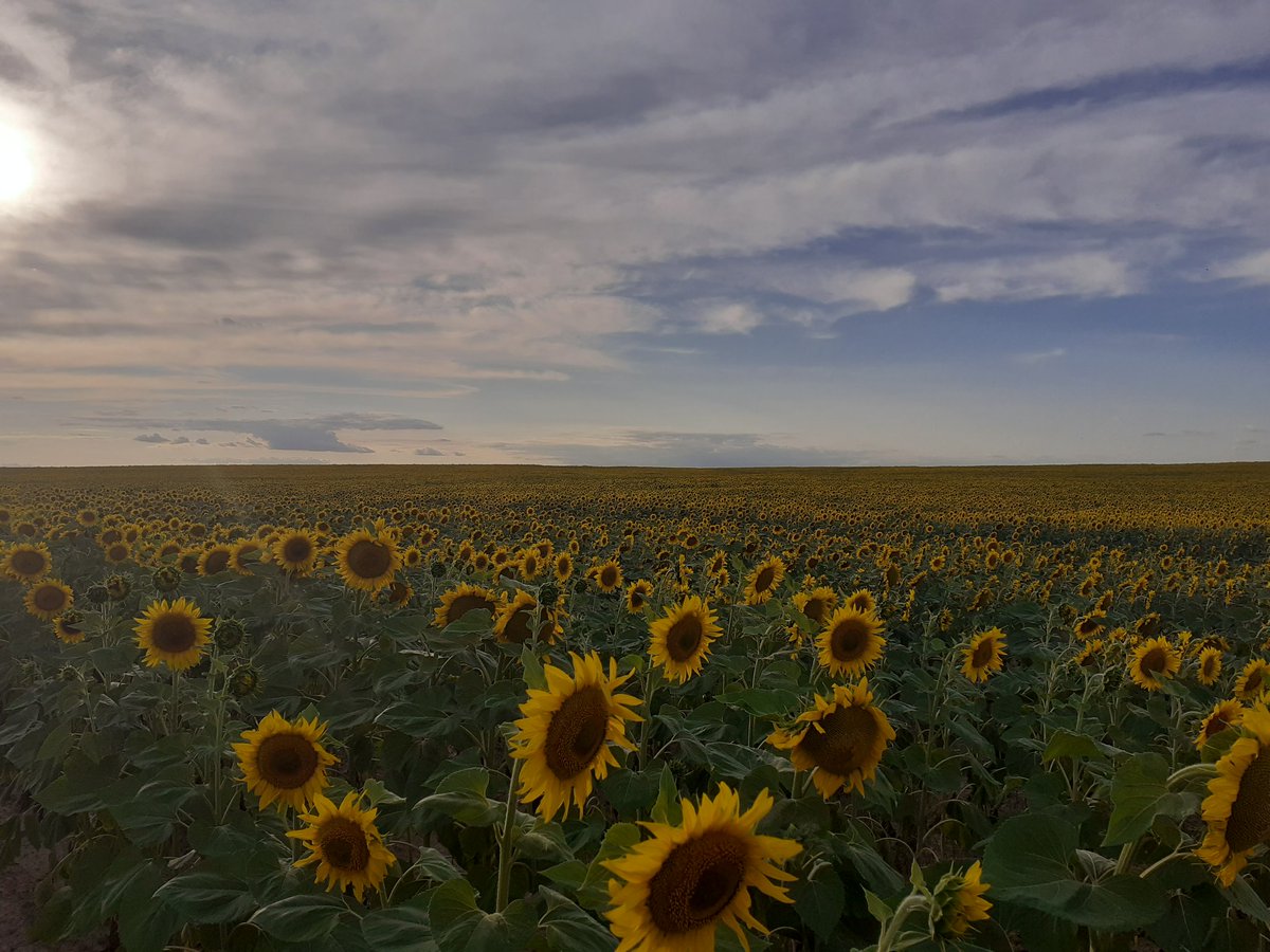 Ania_In_UA's tweet image. З Україною в серці! #Ukraine #StopRussianAggression #StandWithUkraine