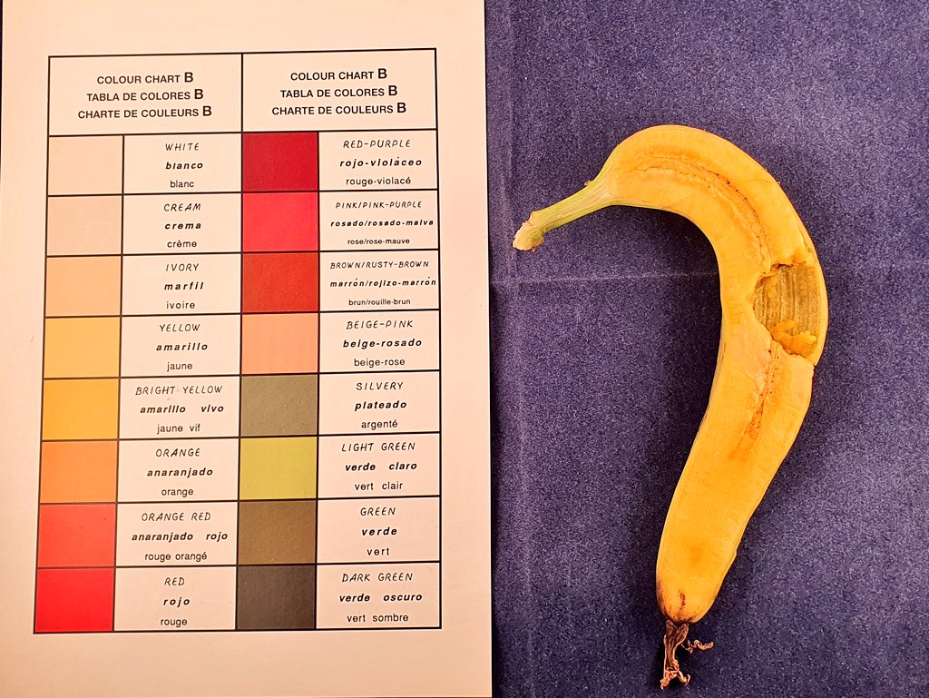 #BananaReport N. 108

I'm a fortunate researcher who can eat his research... in any case, don't tell anyone. 

#Banana #PlantBreeding