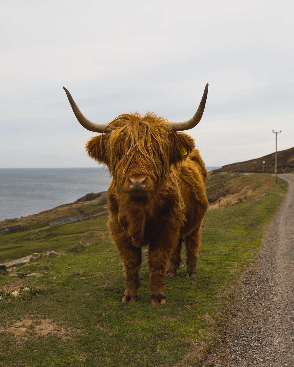 a__iqb's tweet photo. Hello from the Highlands of #Scotland. It may not look like it, but the locals are pretty friendly 😁🐮 

#Photography #NFT #NFTCommunity #NFTArtist #NFTPhotography https://t.co/6qHXtFF05g