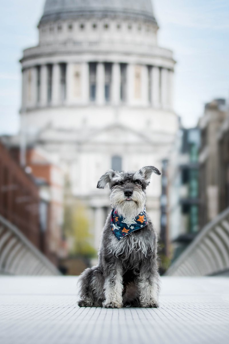 rocket_mini's tweet photo. Let me introduce myself !!!
Rocket - mini schnauzer 3 yrs old
A little scared and anxious about things outside, dustbin trucks, loud noises etc
📸- Raven imagery https://t.co/teBcmoJO0F