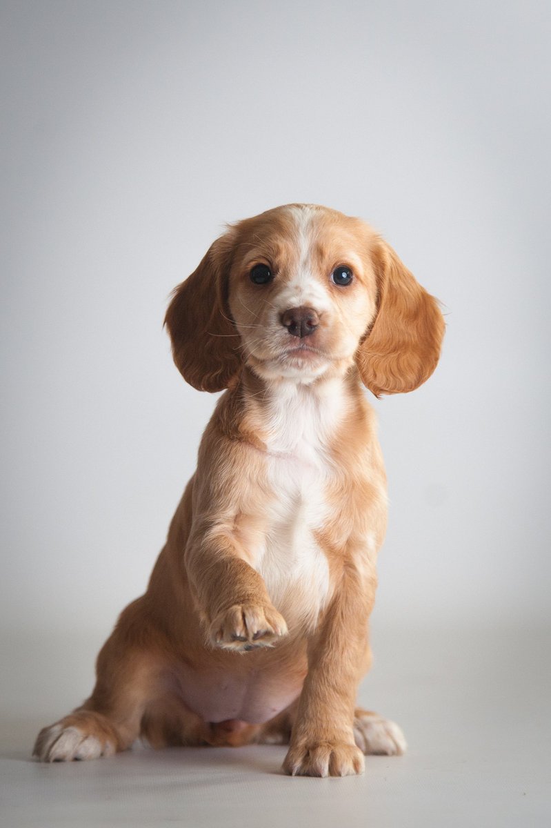 Ursa 😍 
#dogsoftwitter #puppysphotosbecausefullres
#imhavingfun #everyonelovespuppiesright