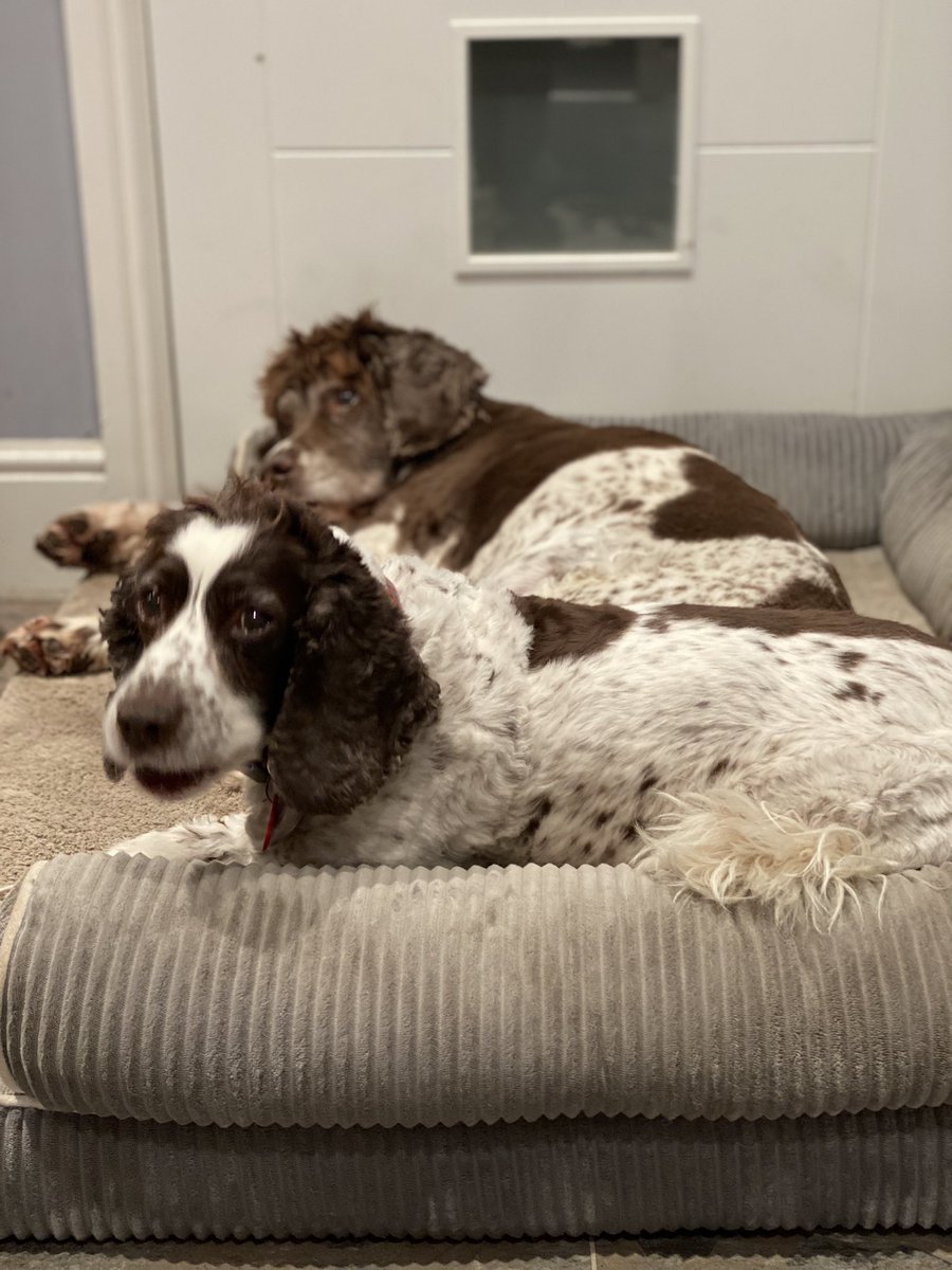 SpanielsSuper's tweet photo. Mum, you go to your meeting and I will look after Snoopy. Iโve got this ๐โค๏ธ #CaringForSnoopy #NurseMo #GetWellSoonSnoopy #PoorlySnoopy https://t.co/VCmXkvekbB
