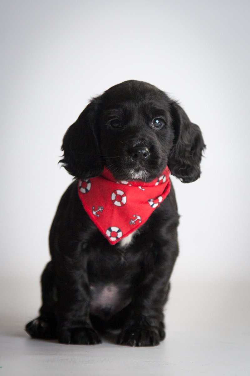 Bosun ⚓ 
(His name means first officer (ish) and he lives with owners who have a boat for him to sail on in the summer!) 
#seadog #boat #dogsoftwitter #almostdonewithpuppyphotos #orshouldineverstop