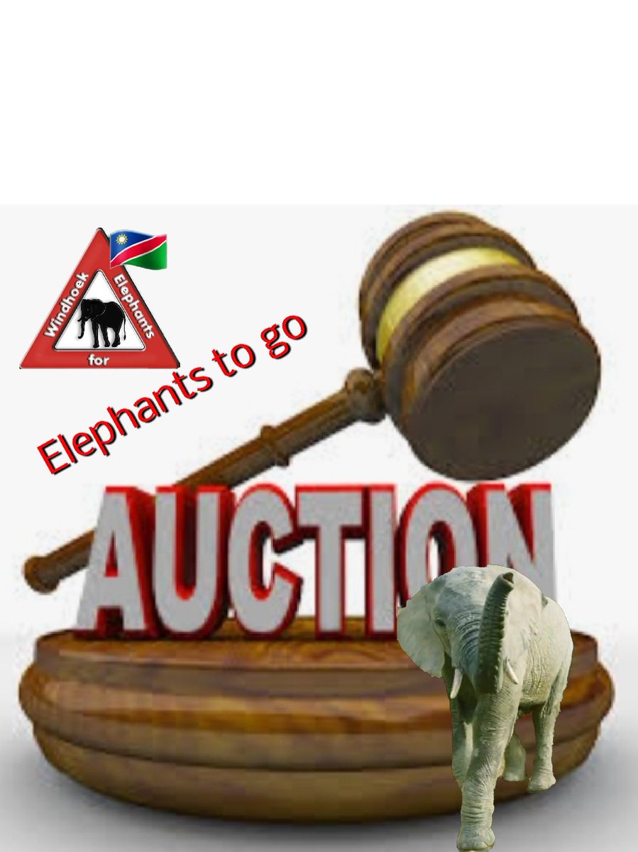 CitysFElephants's tweet photo. 6) Namibian GOV auctioned 170 🐘🐘 - 37 captured. Fate of other 🐘🐘 hangs in the balance. Most 🐘🐘 are destined to zoos in middle east, no conservation benefits for Namibian elephants. @MinistryofEnvi2 doing this on @CITES @ivonnehugeiro’s watch #NamibiaDontSellYourElephants https://t.co/k2PNAiZc61