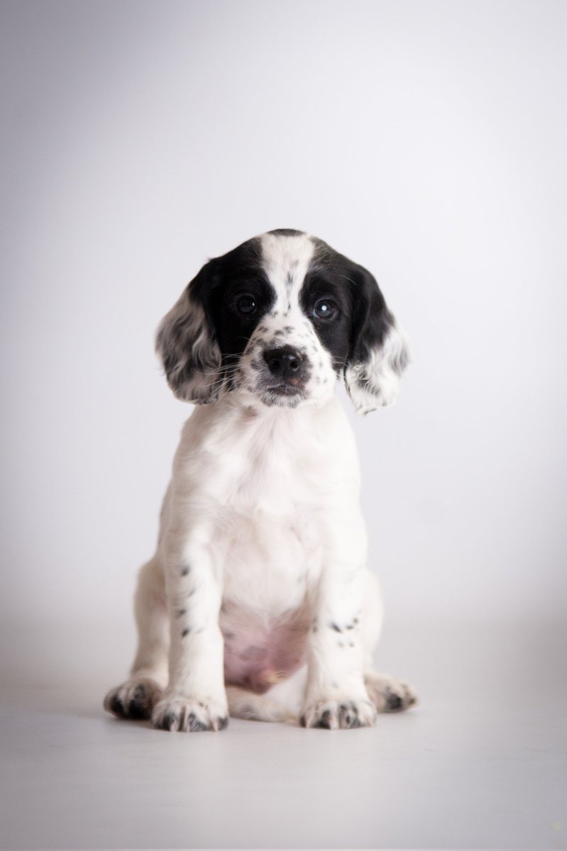 And last but not least, my boy Cody 😍😭 
#sosmol #shallistop #theresawholenotherlitter #icanpostmore #seratoninboost