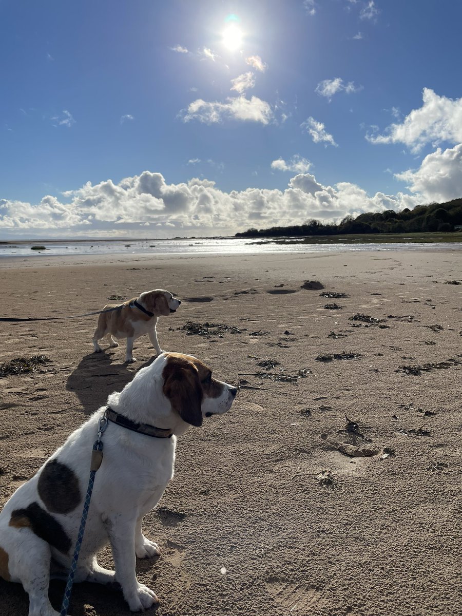 Today Charlie went over the rainbow bridge. Run free and chase those noms. We’ll miss you x