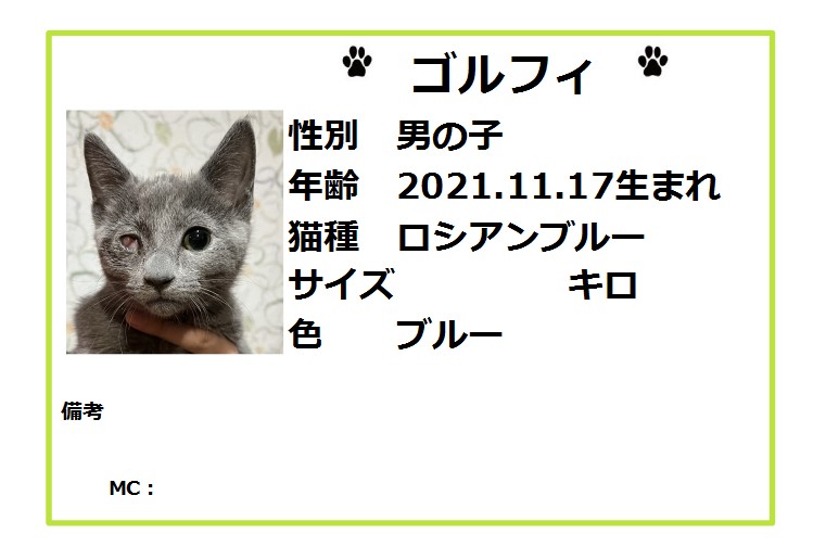 保護猫カフェ鶴橋店 2階 元保護猫カフェマンチカン 里親募集 スコティッシュフォールド スニュー 21 10 4生 初めてのおもちゃにビックリしていましたが 徐々に遊んでくれました めちゃめちゃ可愛く お問合せも多いです 後ろ脚が 保護猫カフェ鶴橋店 2階 元保護猫カフェマンチカン 里親募集 スコティッシュフォールド スニュー 21 10 4生 初めてのおもちゃにビックリしていましたが 徐々に遊んでくれました めちゃめちゃ可愛く お問合せも多いです 後ろ脚が