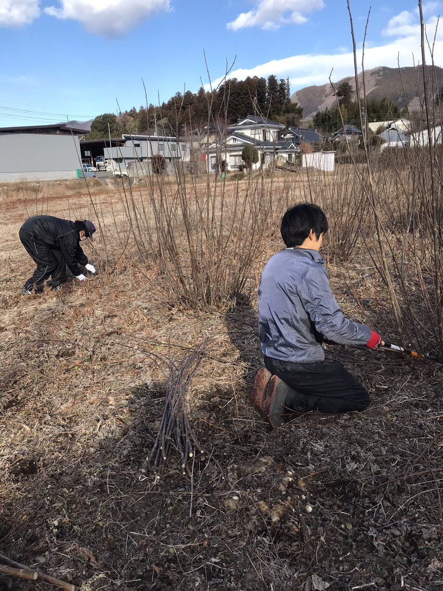 kamiogawa_t's tweet photo. 竹内商店と上小川キャンプ場を営んでいる家族一同は、1月〜3月にかけて和紙の原料、楮（こうぞ）の作業が最盛期❣️品質が最高級と言われる大子那須楮。
畑の原木を刈り取り、白楮にして出荷するまでには何工程もの手間がかかり大変ですが、皆で頑張ってます🤗 https://t.co/2VJCtcZYZu