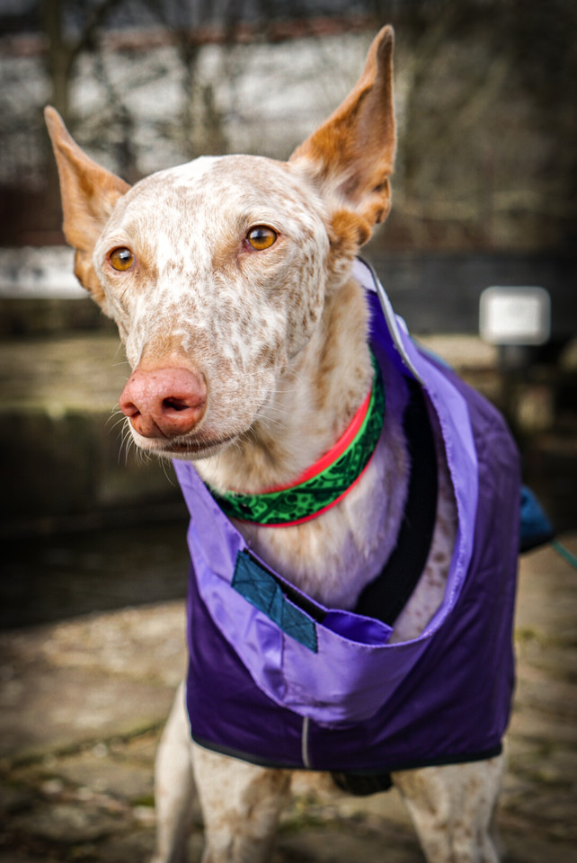The look I give mom when she's too slow dishing out the treatos 
#twitterdogcommunity #DogsofTwittter #NewKidsOnTheBlock #doglovers