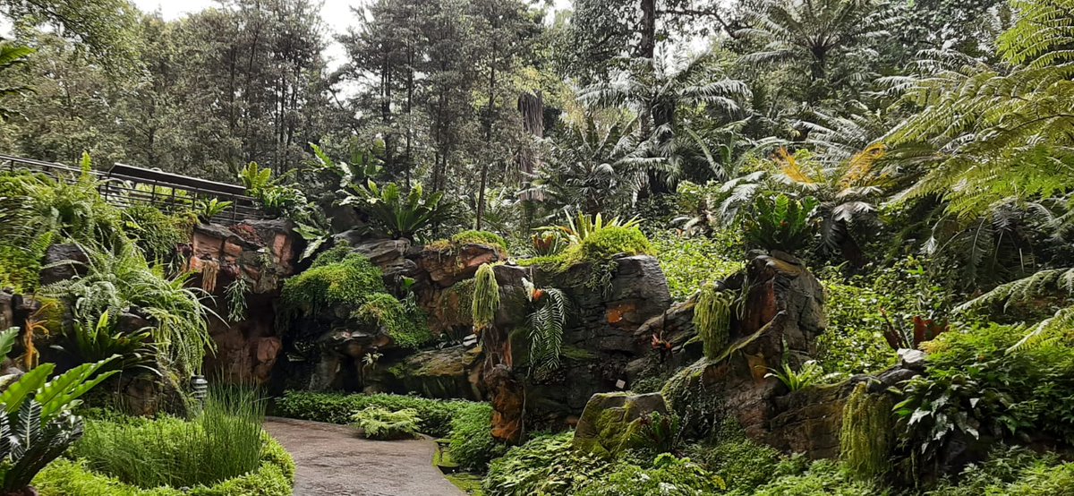 AleksandrIvash's tweet photo. The world is wonderful!  This is the Botanical Garden in #Singapore.  Beautiful and magical https://t.co/jHuJHQ7Mji