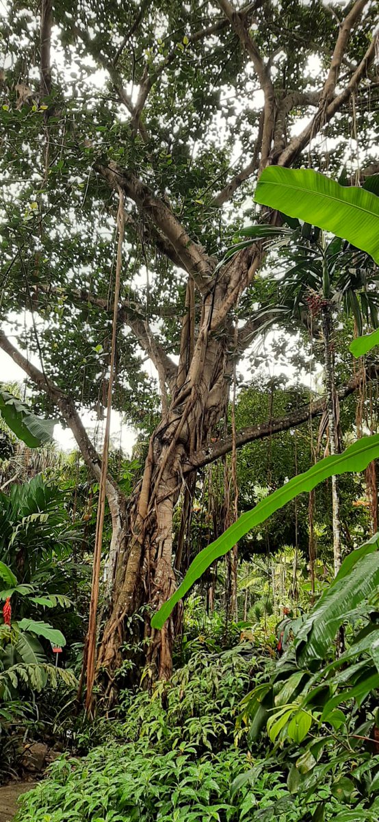 AleksandrIvash's tweet photo. The world is wonderful!  This is the Botanical Garden in #Singapore.  Beautiful and magical https://t.co/AjVkQwLAyb