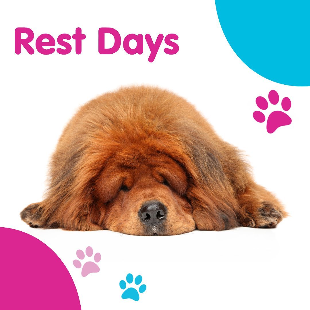 Does your dog get any rest days? Or are they out doing something every day? 🐕