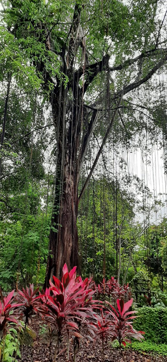 AleksandrIvash's tweet photo. The world is wonderful!  This is the Botanical Garden in #Singapore.  Beautiful and magical https://t.co/zf8mzGWTge
