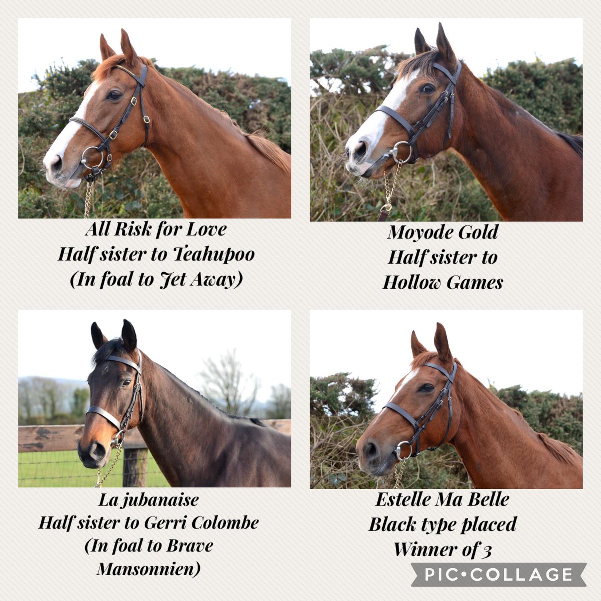 RoEllis4's tweet photo. Selling on @thorough_bid on March 6th
Sisters to intended runners at this years @CheltenhamRaces festival!!!
@BrianAcheson @gelliott_racing @MartinStevensB1 @rpbloodstock @francegalop @AisCrowe https://t.co/VUYyX8Gcpj