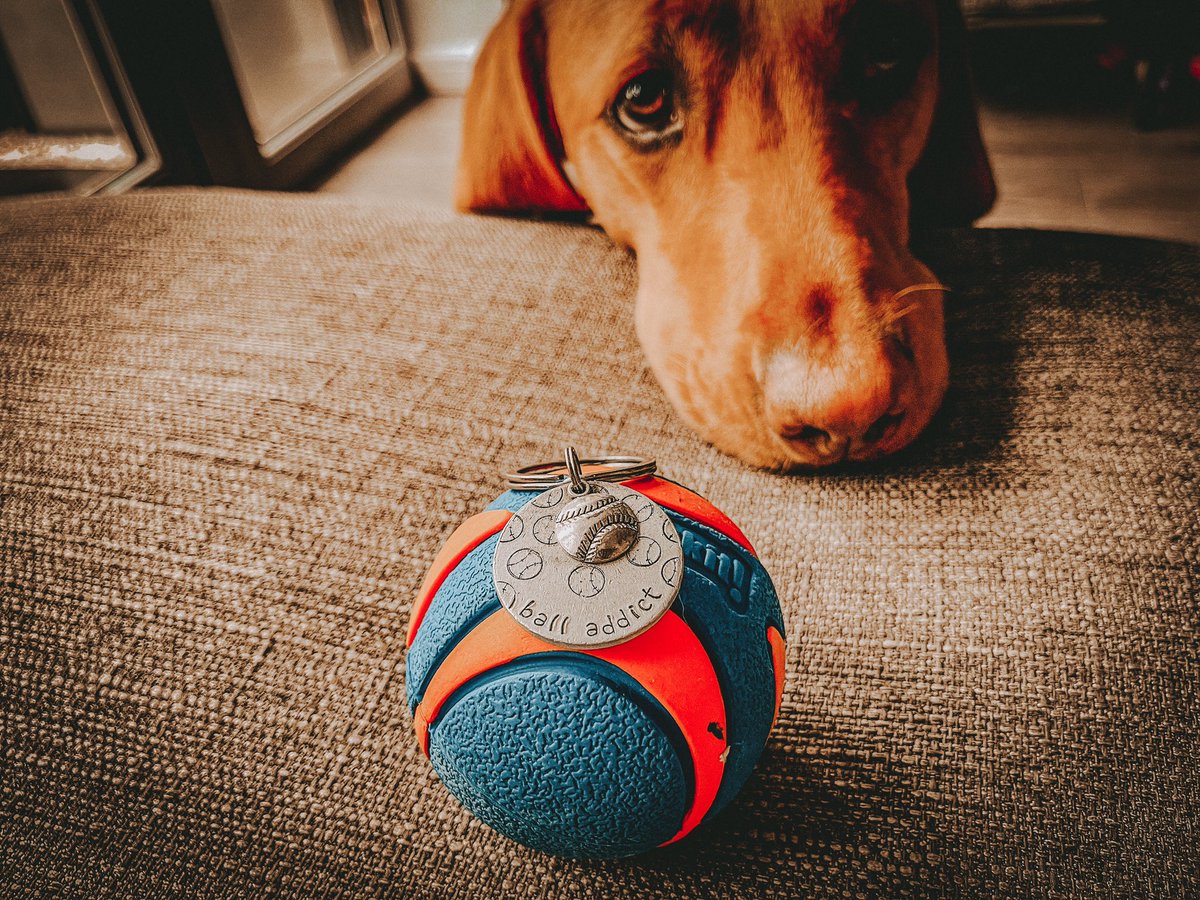Sooooo I heard there’s doggos on Twitter now, so I came to see what everyone’s up to!

Get ready for gifs guys, I love gifs 😂 

Let’s hoping I can stick at Twitter this time 😂 

#dogsoftwitter #DogsofTwittter #SmallBusiness #dogbusiness
