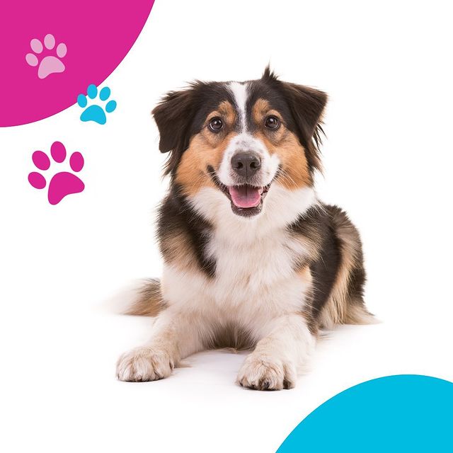 Would you love to do more with your dog? 🐶 And more importantly, would your dog love to do more with you?! 💕