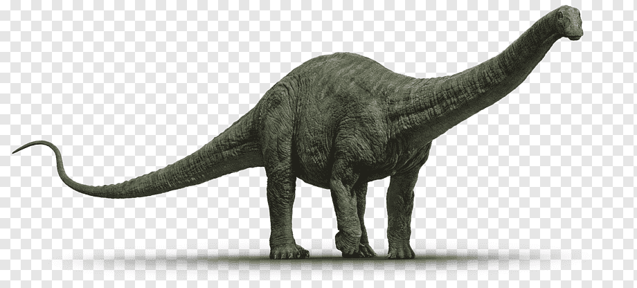 dinoparktr's tweet photo. BUNLARI BİLİYOR MUSUNUZ?
Aldatıcı kertenkele olarak da bilinen Apatosaurus'un
burun delikleri başın üst kısmında yer alır.

#dinoparktr #dinozor https://t.co/ydTydzx72i