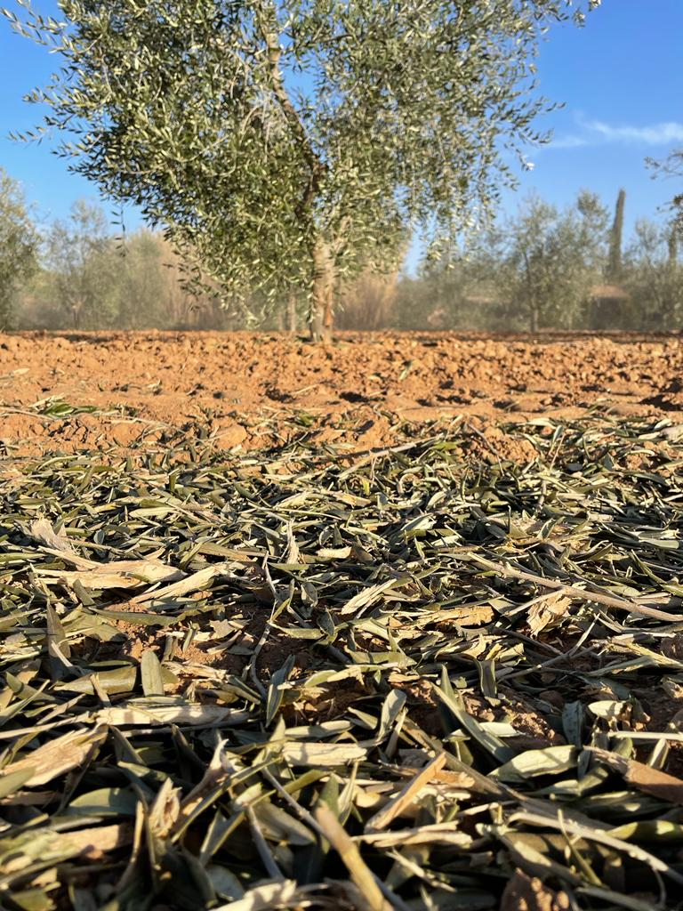 Es tiempo de poda y en Almazara Deortegas, al hacer este proceso en el olivar, reincorporamos los restos de la poda al suelo, consiguiendo así mejoras en el campo:
Mejorar la estructura del suelo
Añadir nutrientes a la tierra
Reducir la erosión del suelo
Retener mejor la humedad